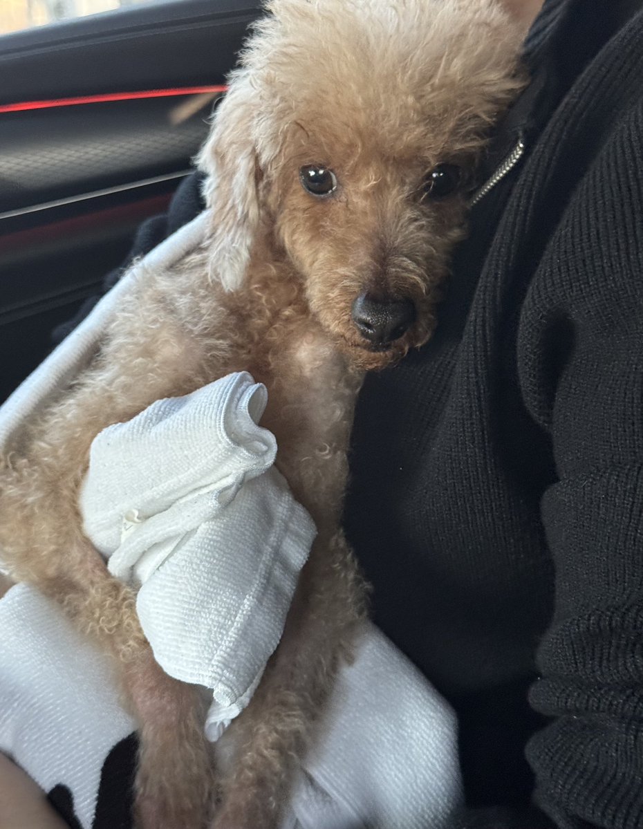 yeji bubble 🖤 tweet media