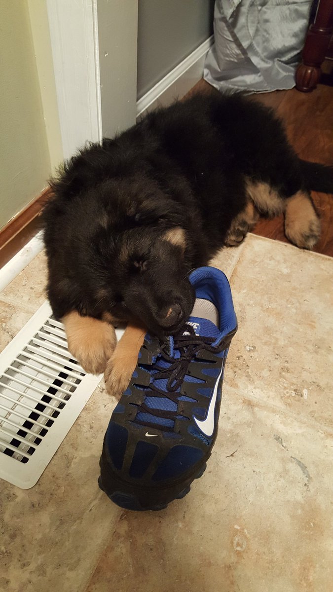 🇺🇲 JaxxTheGSD 🇺🇲 tweet media