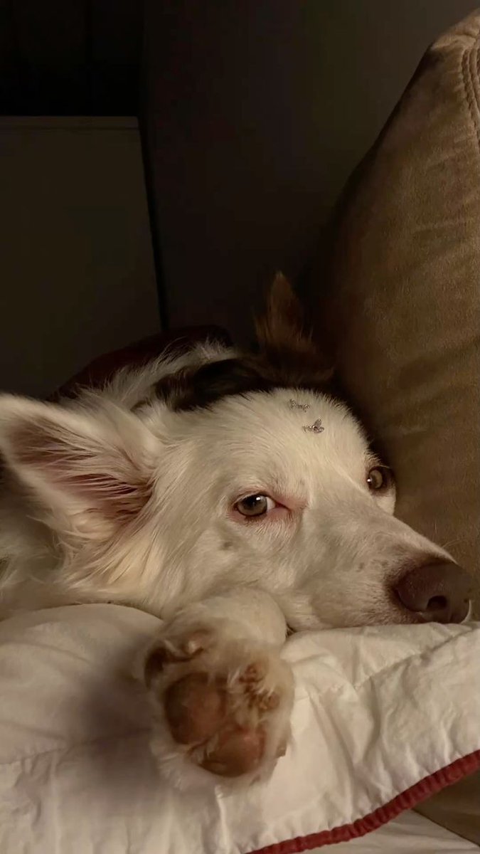 𝑺𝒂𝒏𝒕𝒊𝒂𝒈𝒐 𝑽. 𝑴𝒆𝒏𝒅𝒆𝒛 tweet media