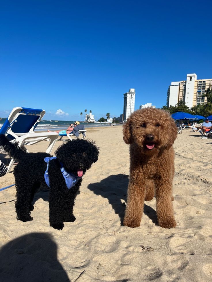 𝑺𝒂𝒏𝒕𝒊𝒂𝒈𝒐 𝑽. 𝑴𝒆𝒏𝒅𝒆𝒛 tweet media