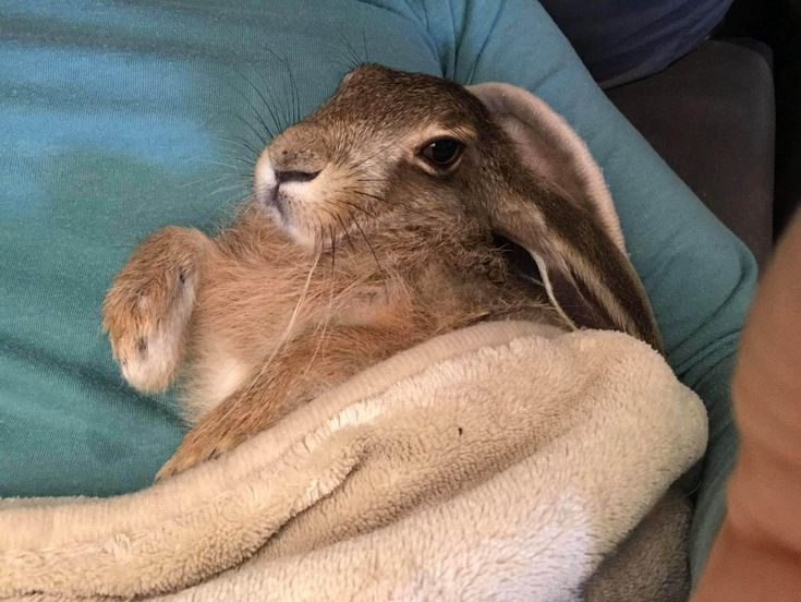 🔞lynchian homoeroticism tweet media