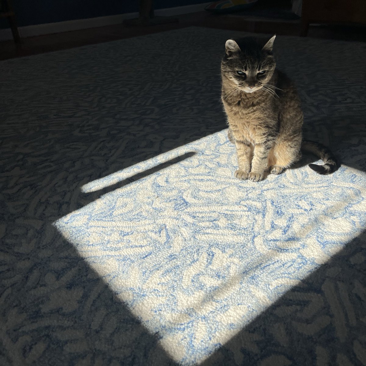 moppy :o) tweet media