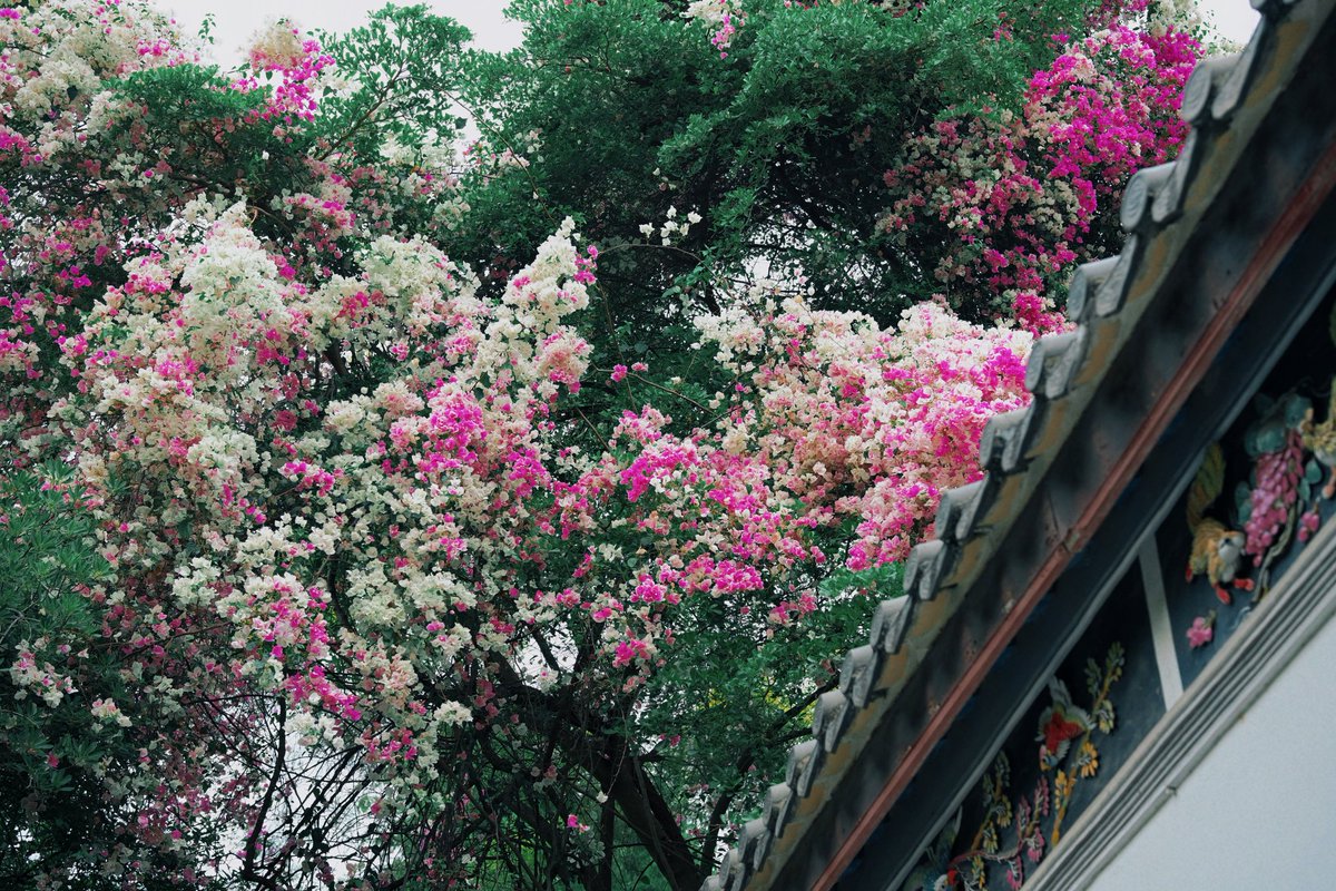 sheep Hasina tweet media