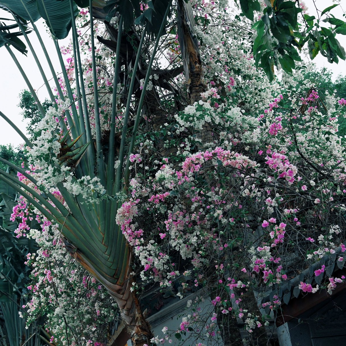 sheep Hasina tweet media