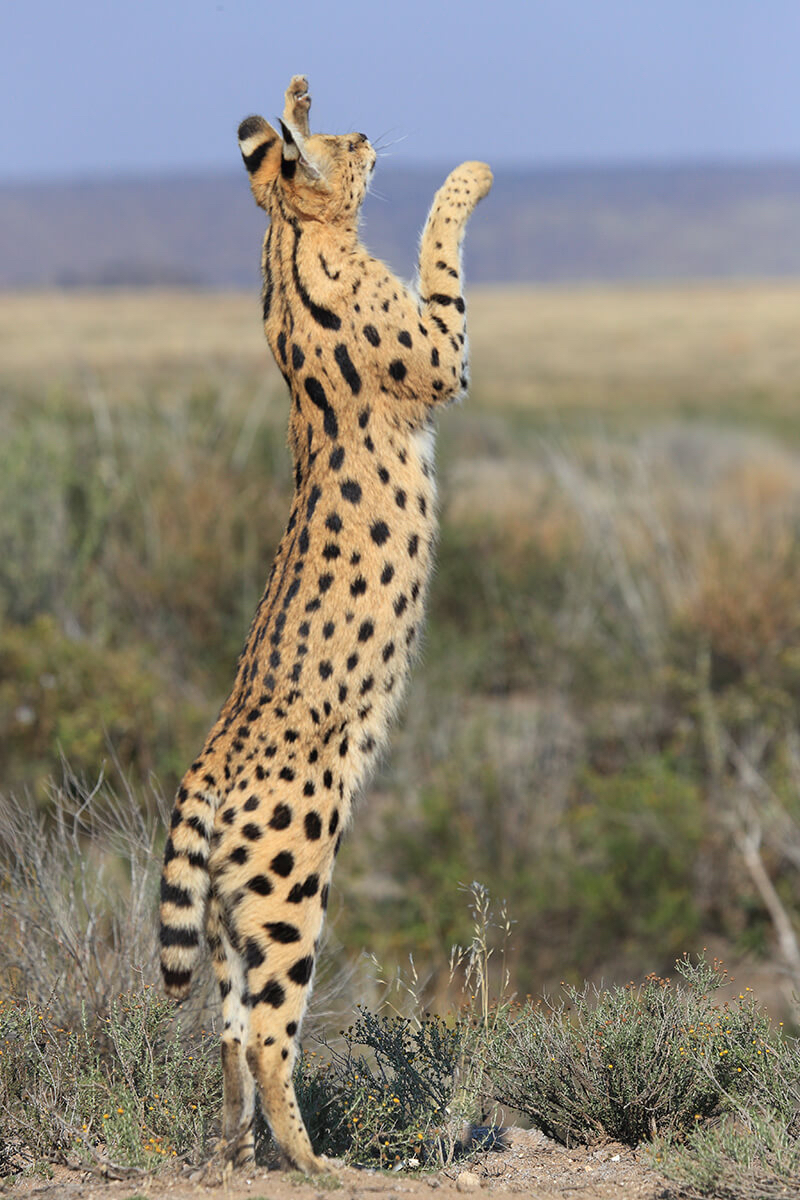 Serval Every Hour! tweet media
