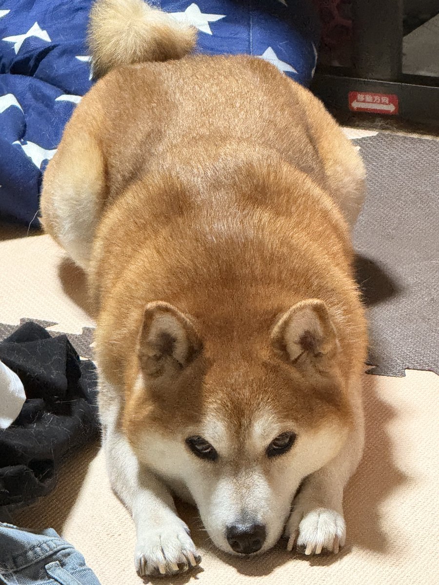 新生自由解放戦線 tweet media