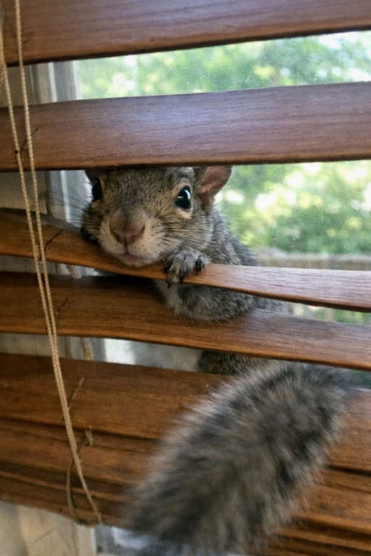 vivaneil tweet media