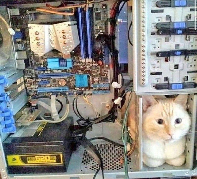 cat archives tweet media