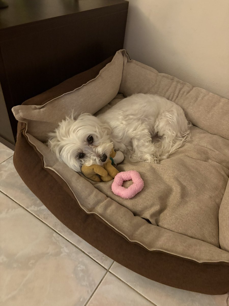 lando norris evil enjoyer tweet media