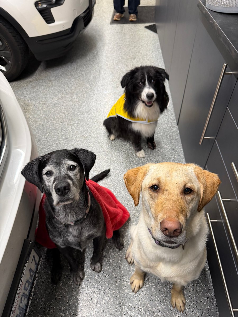 JaniceKapner's tweet image. Happy #NationalPuppyDay! 🐾 Serving on the @PAWS board has been incredibly meaningful, rescuing wildlife &amp;amp; helping dogs, puppies &amp;amp; cats find their forever homes. It’s grounding &amp;amp; inspiring. Give your furry friends some extra love today! #PAWS #DogMom #AnimalProtection