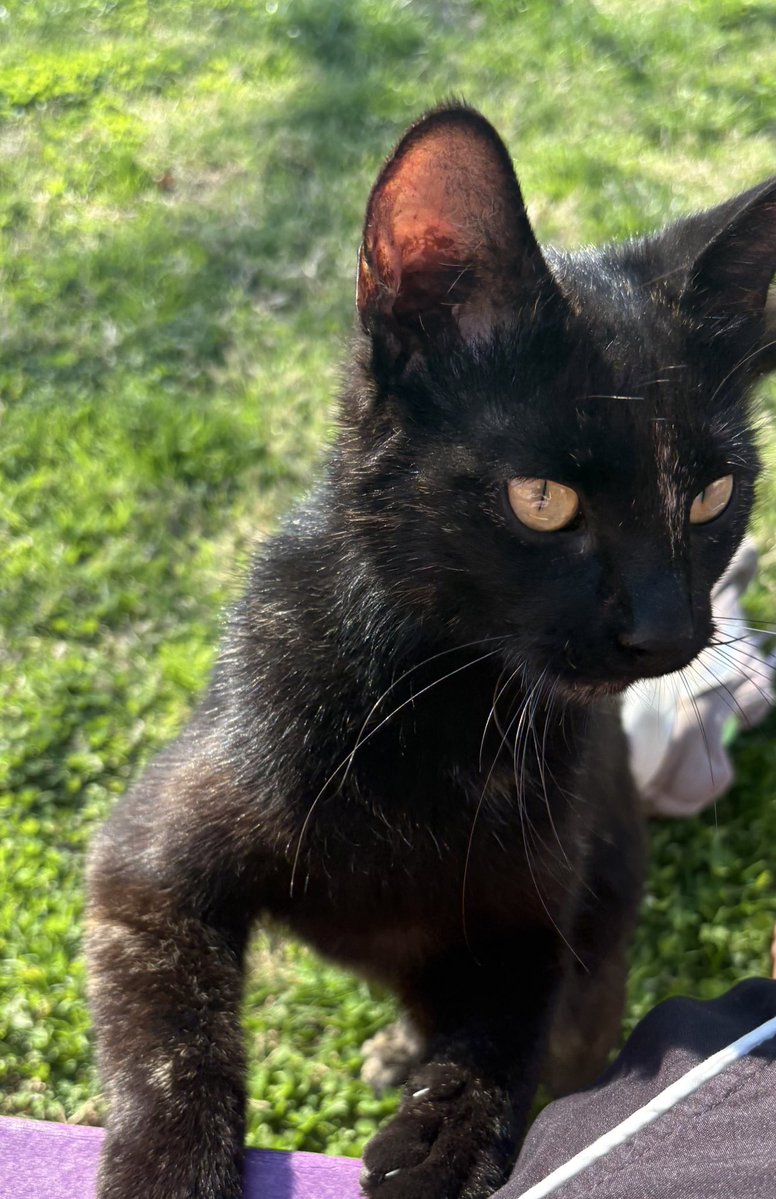 Genuine Kentucky tweet media