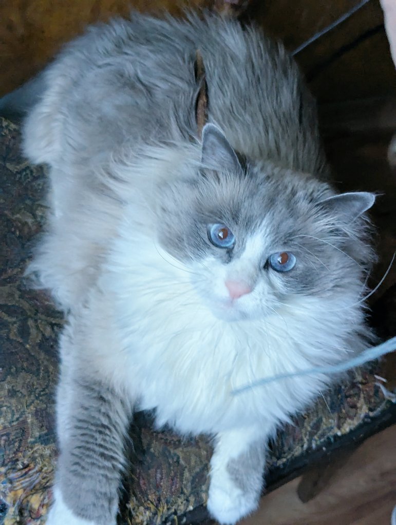 Tachikoma🇺🇦🌻 tweet media