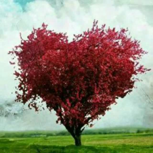 🇮🇷 روح الامین 🇮🇷 tweet media