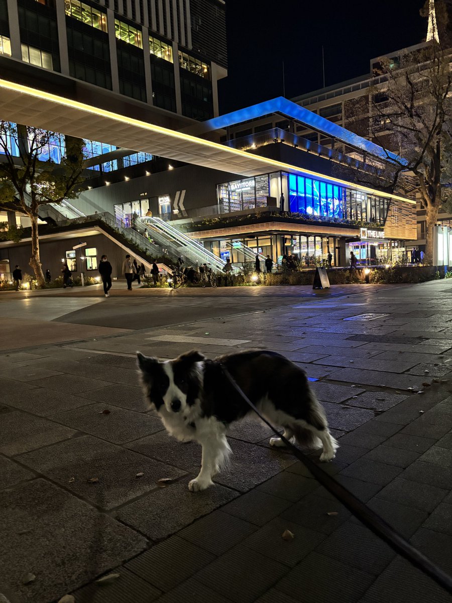 ぱちゃも tweet media