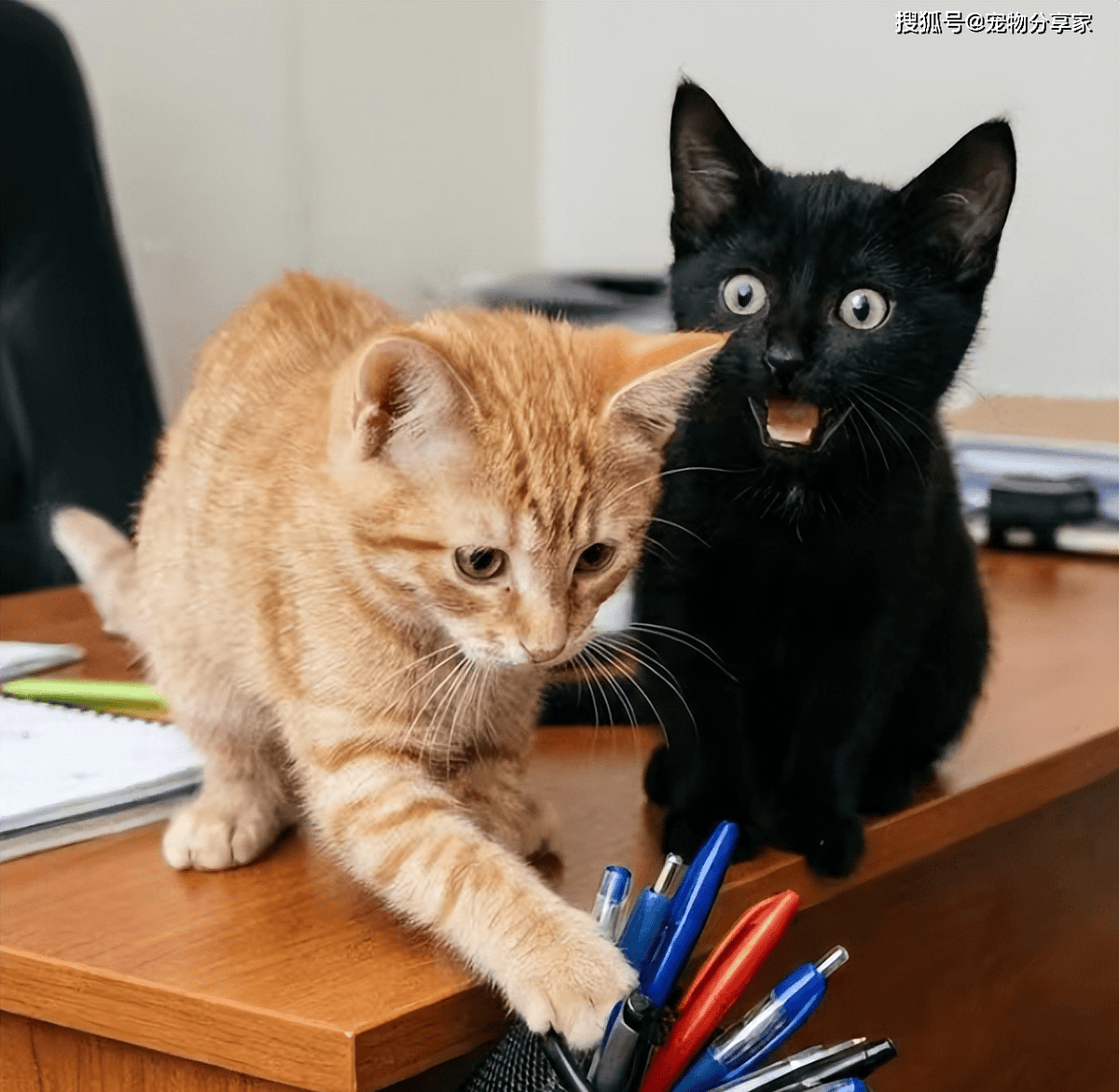 Shannah McCoy tweet media