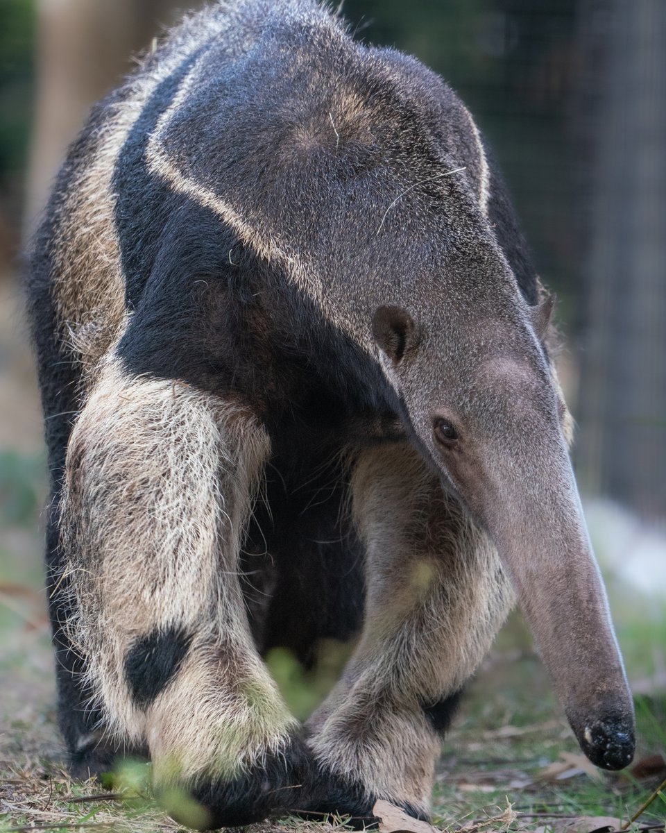 Naples Zoo tweet media