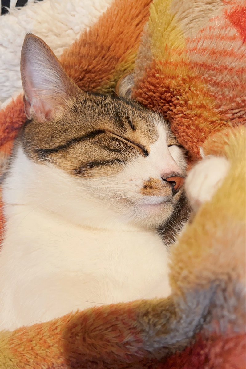 ドーナツてるの tweet media