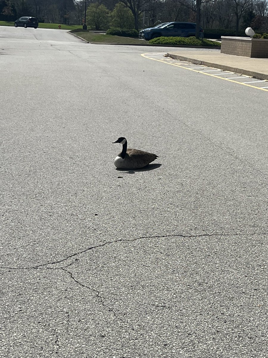 Kentucky Girl tweet media