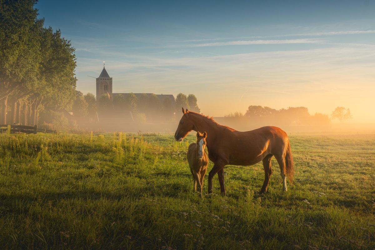 Albert Dros tweet media