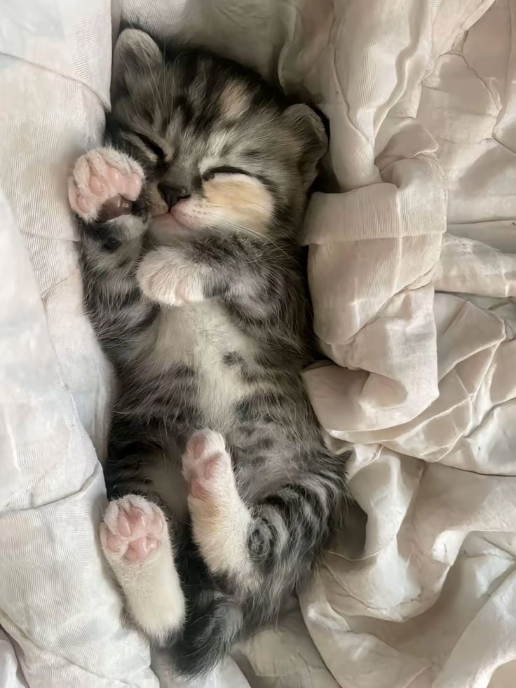 Cat 🐈 (@Cutecatpost) on X