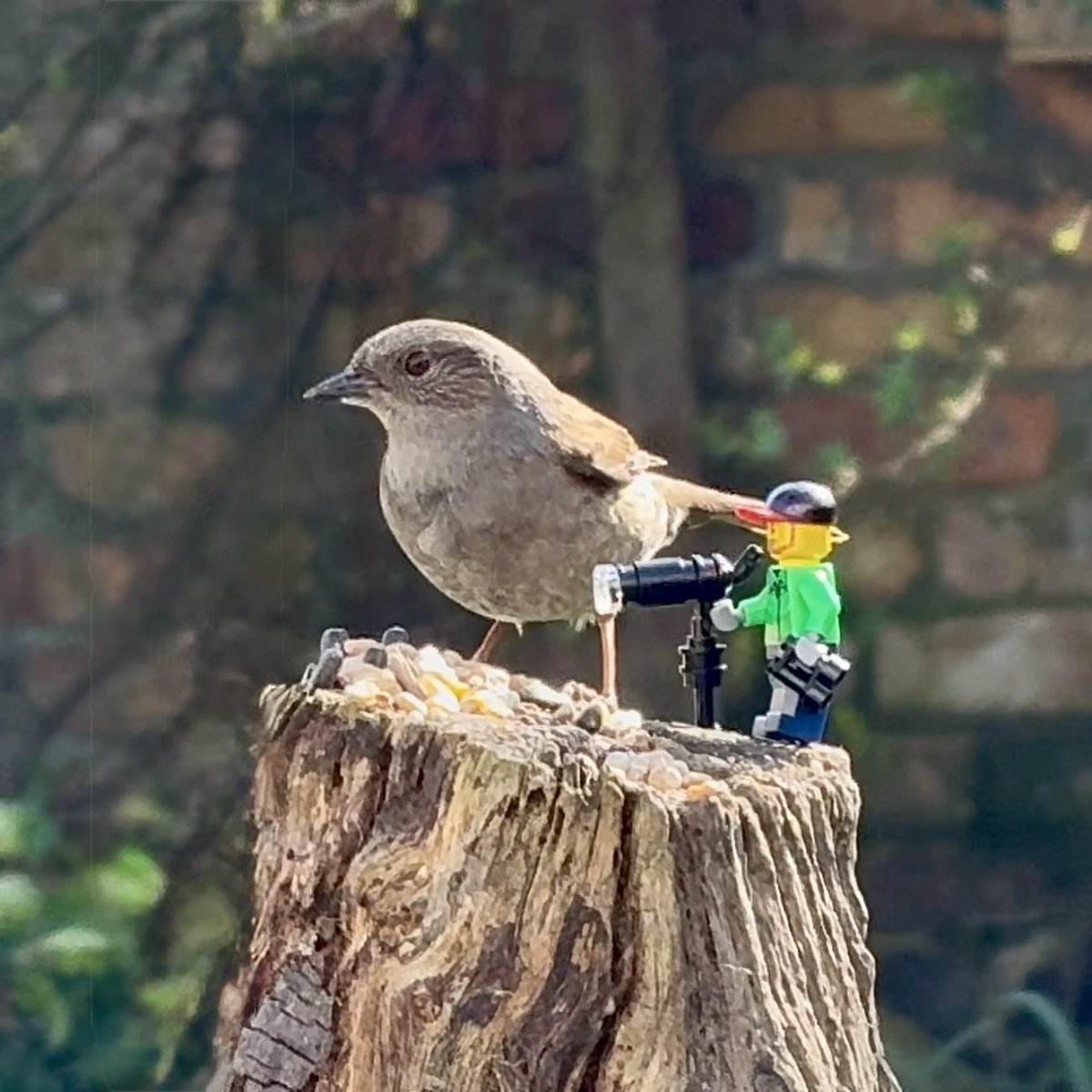 TheBeardedBirders tweet media