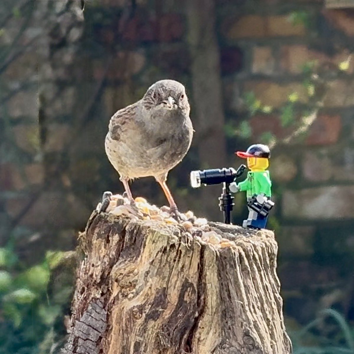 TheBeardedBirders tweet media