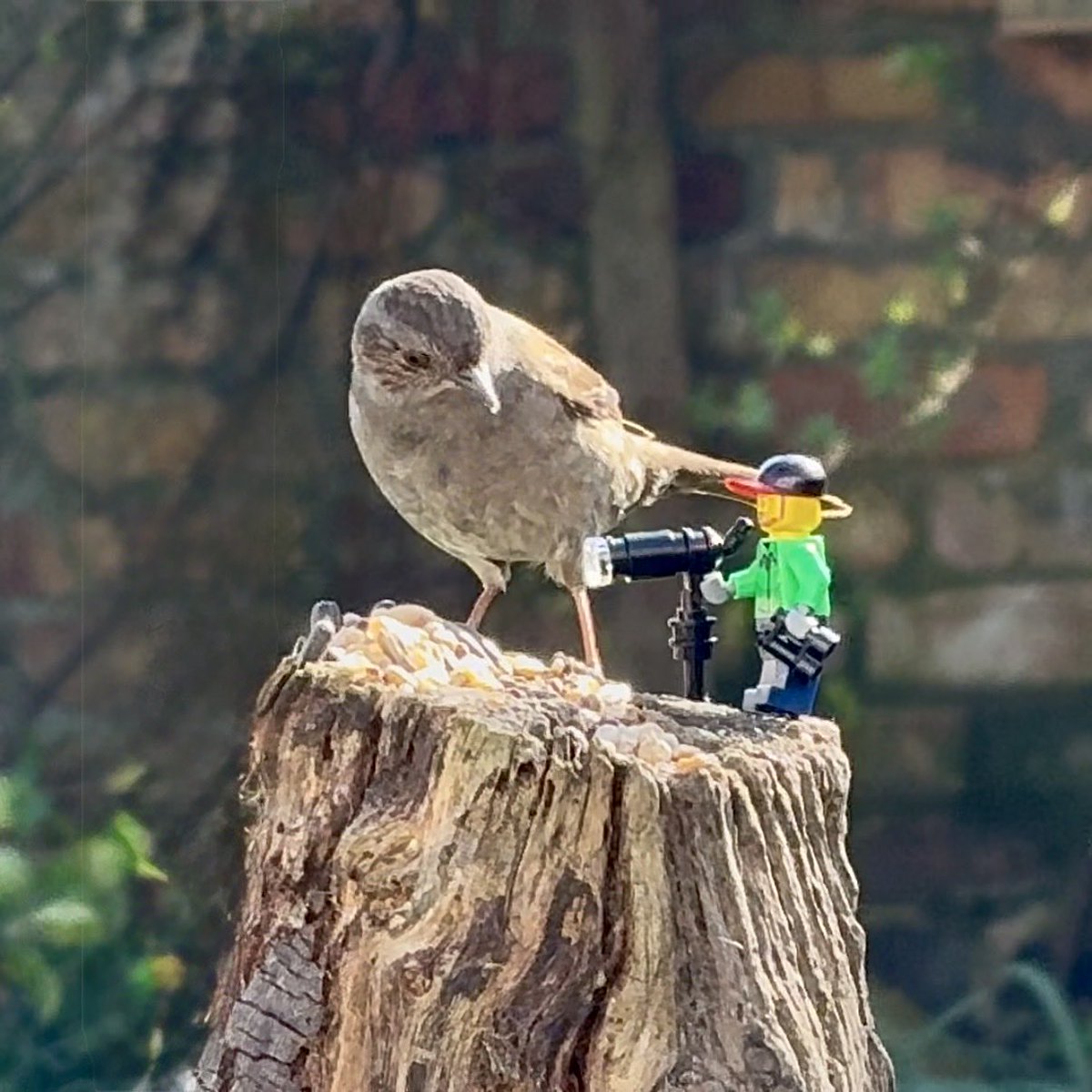 TheBeardedBirders tweet media