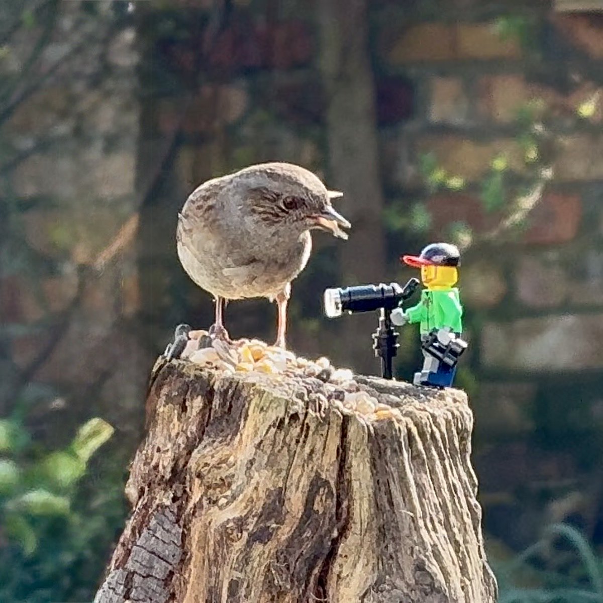 TheBeardedBirders tweet media