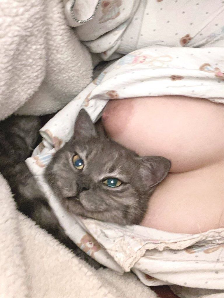 les gusta el gatito??