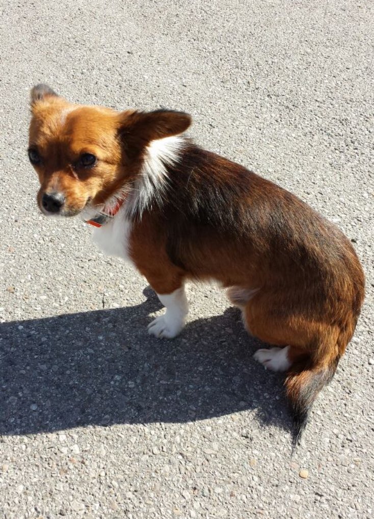 Chicco (Hundskerli) & die Kaddser  🐶😽😺😸😻 tweet media