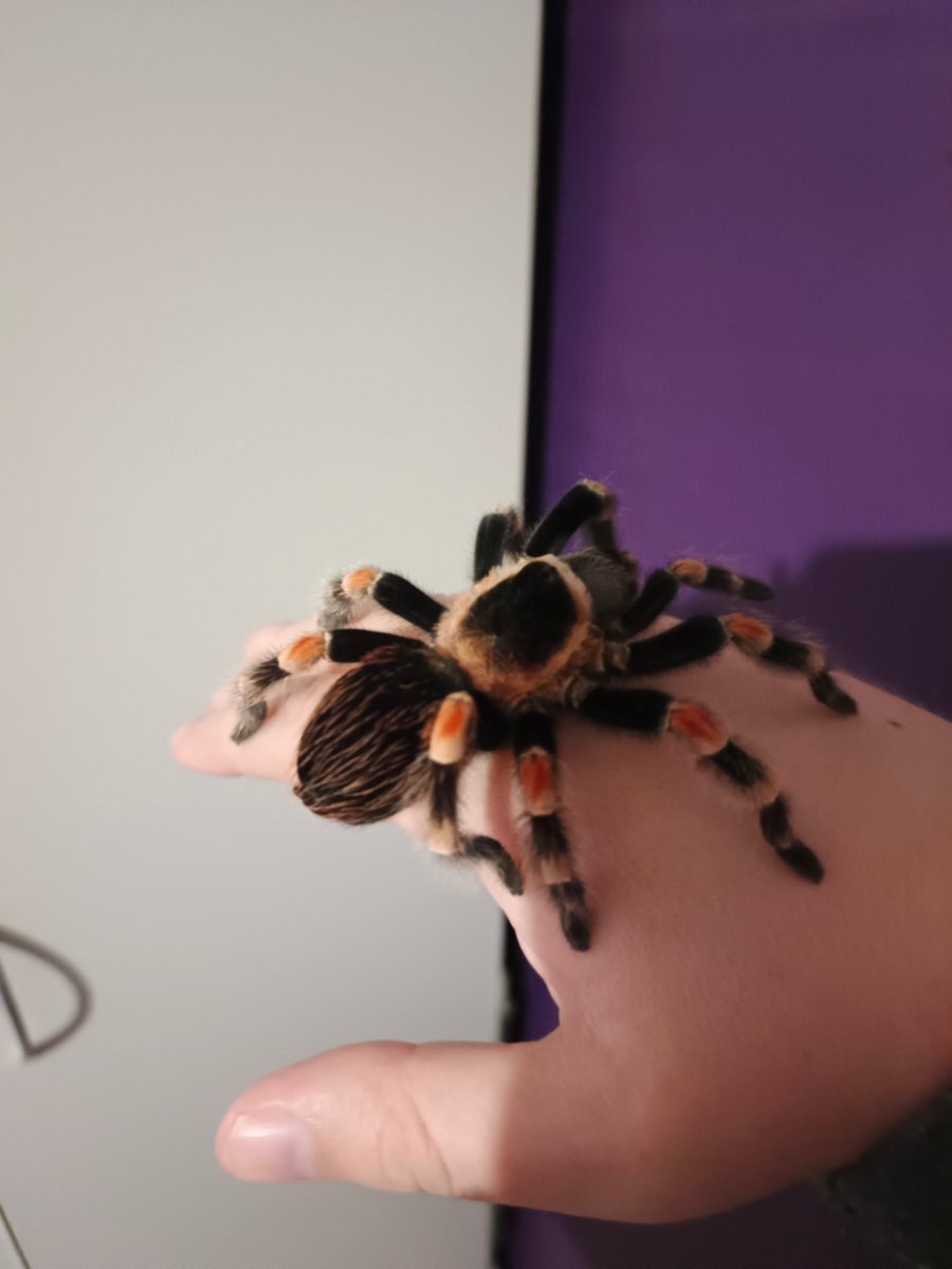 Buran-kun tweet media