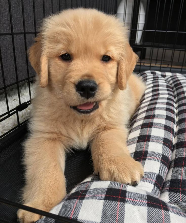 Fabio's pearl necklace tweet media