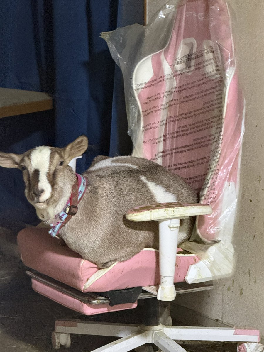 yama2341　Used tire export specialist　海外放浪家 tweet media