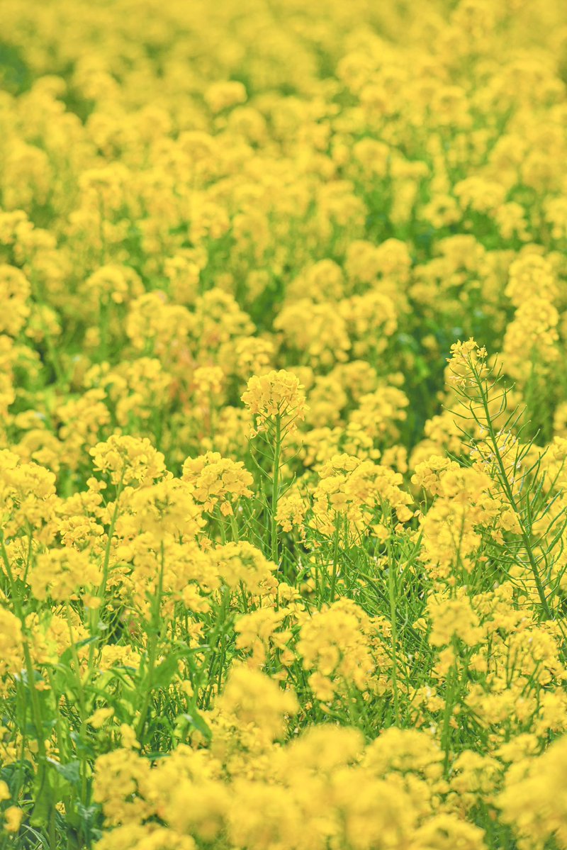 まれこ📸新規予定× tweet media