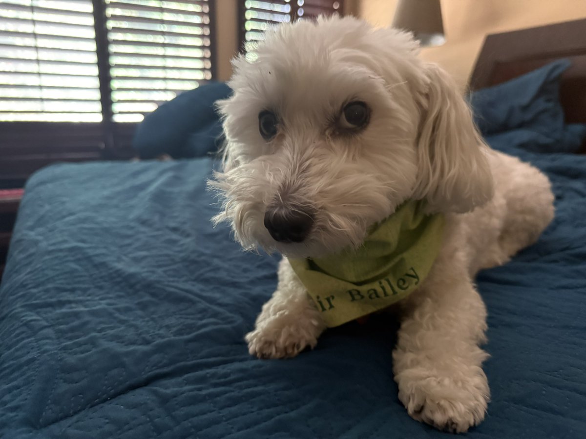 Sir Bailey tweet media