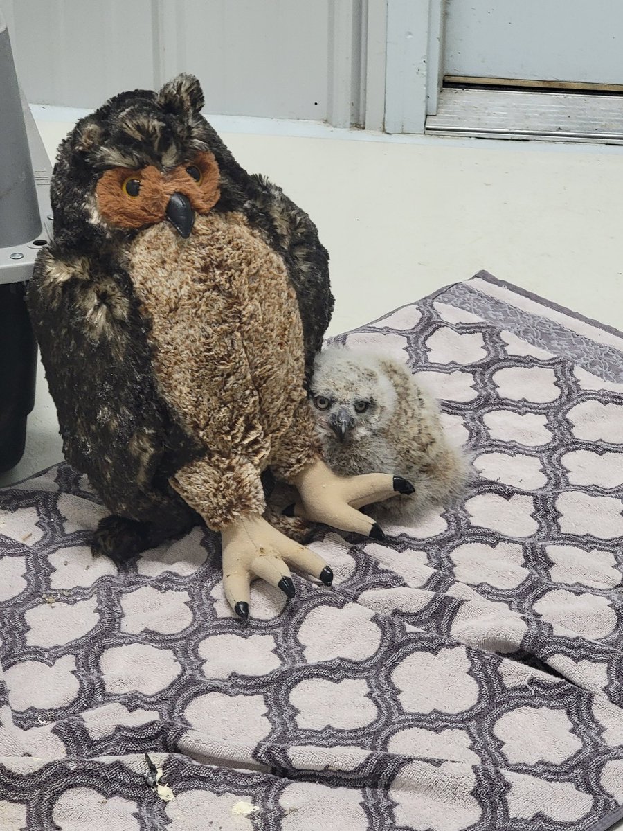 4dnuance tweet media