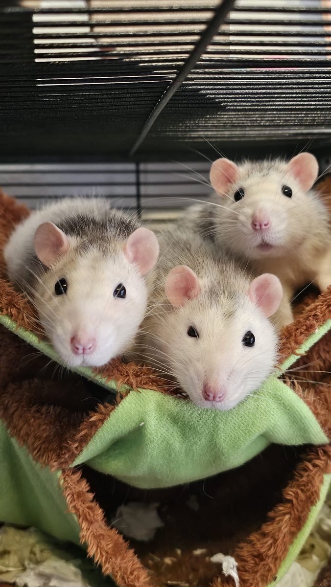 Clownlly👻 tweet media