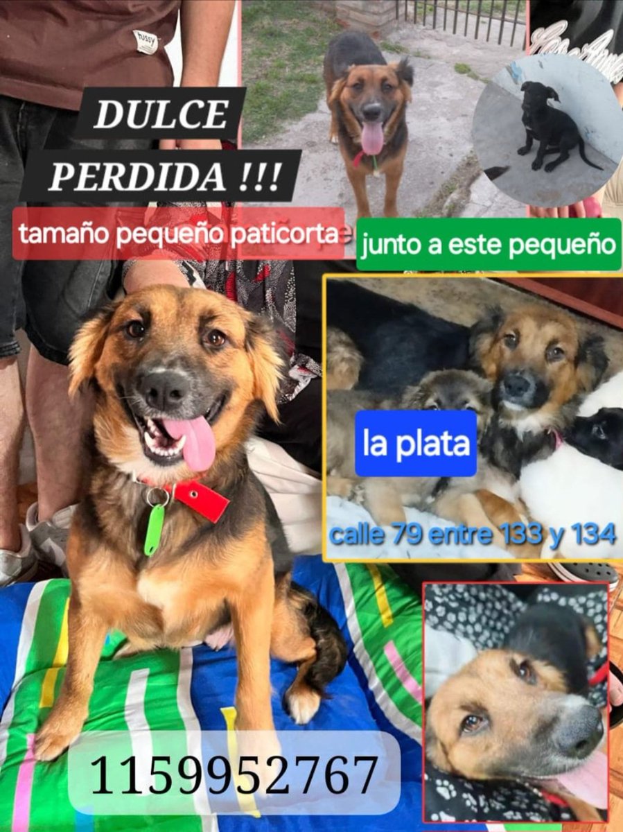 pato veron tweet media