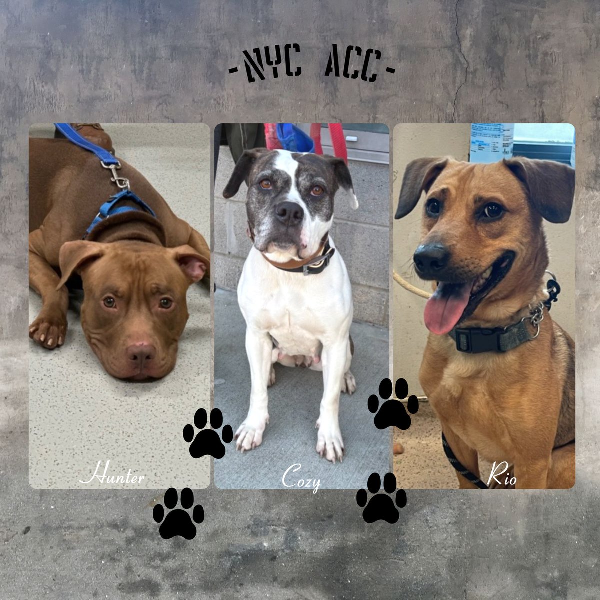 Not the Same tweet media