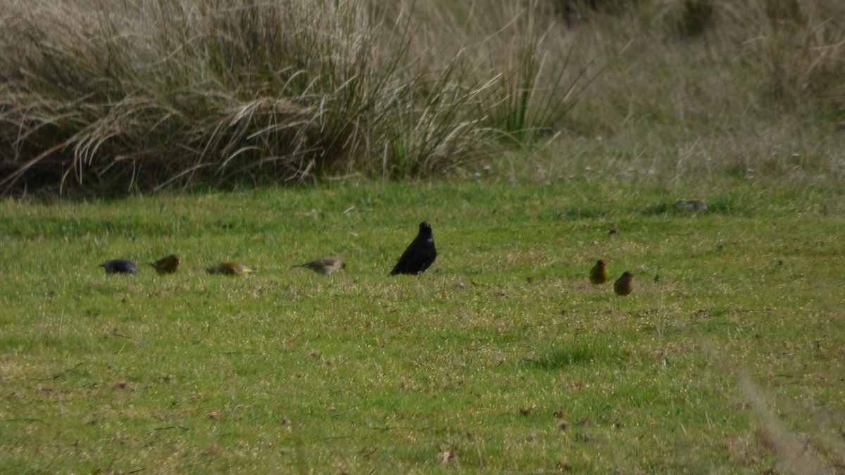 Herudeldin's tweet image. My collection.

#wildlife 
#wildlifephotography 
#nature
#NaturePhotography 
#birdphotography 
#birdwatching 
#birdsphotography 
#photography