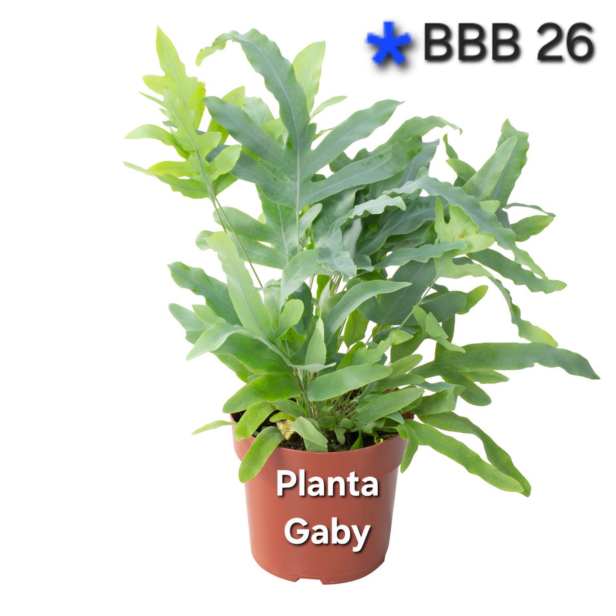 Indignado³ tweet media