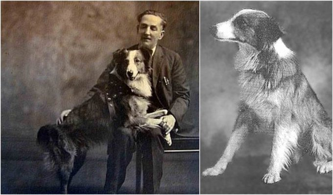 OverpoweredMe's tweet photo. In the summer of 1923 Bobbie a Scotch collie mix got lost during a family road trip in Wolcott Indiana while the family was visiting relatives.

They were filling up gas at a station when local dogs attacked him and he ran off scared. 

1/3 🧵 https://t.co/OoEN8wBTv8