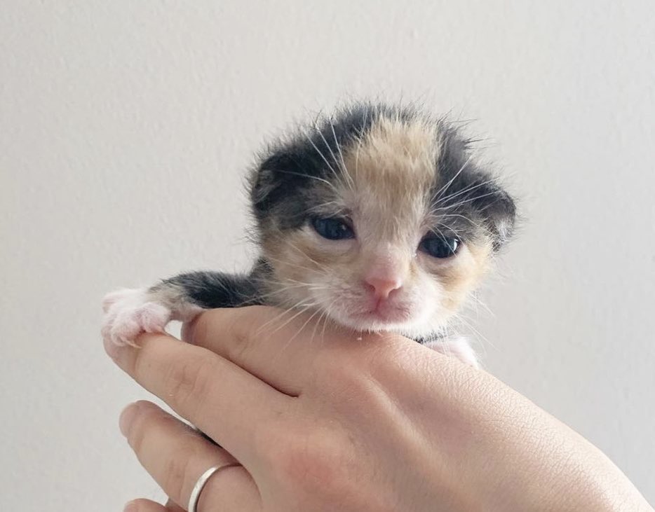 Amazing cats 😻 tweet media