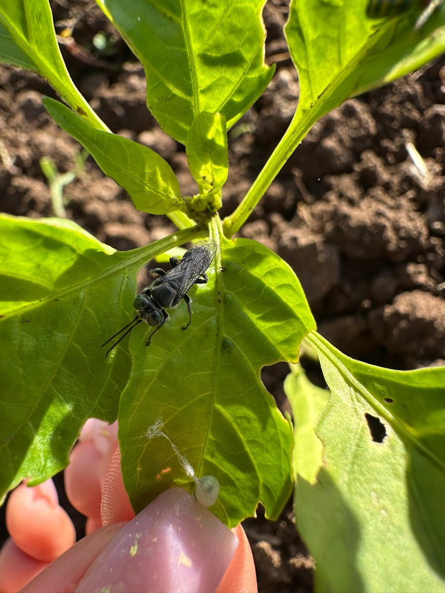 Universidad de Las Tunas tweet media