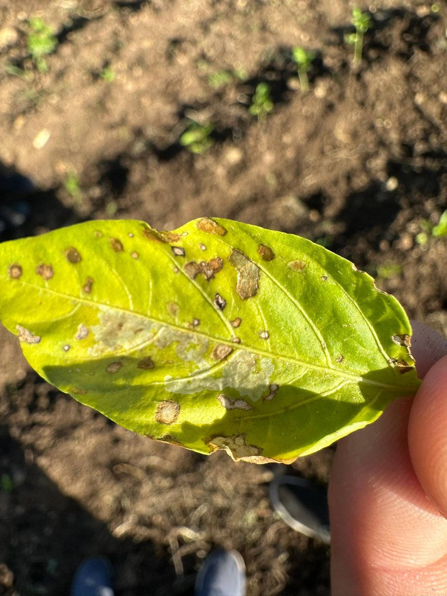 Universidad de Las Tunas tweet media