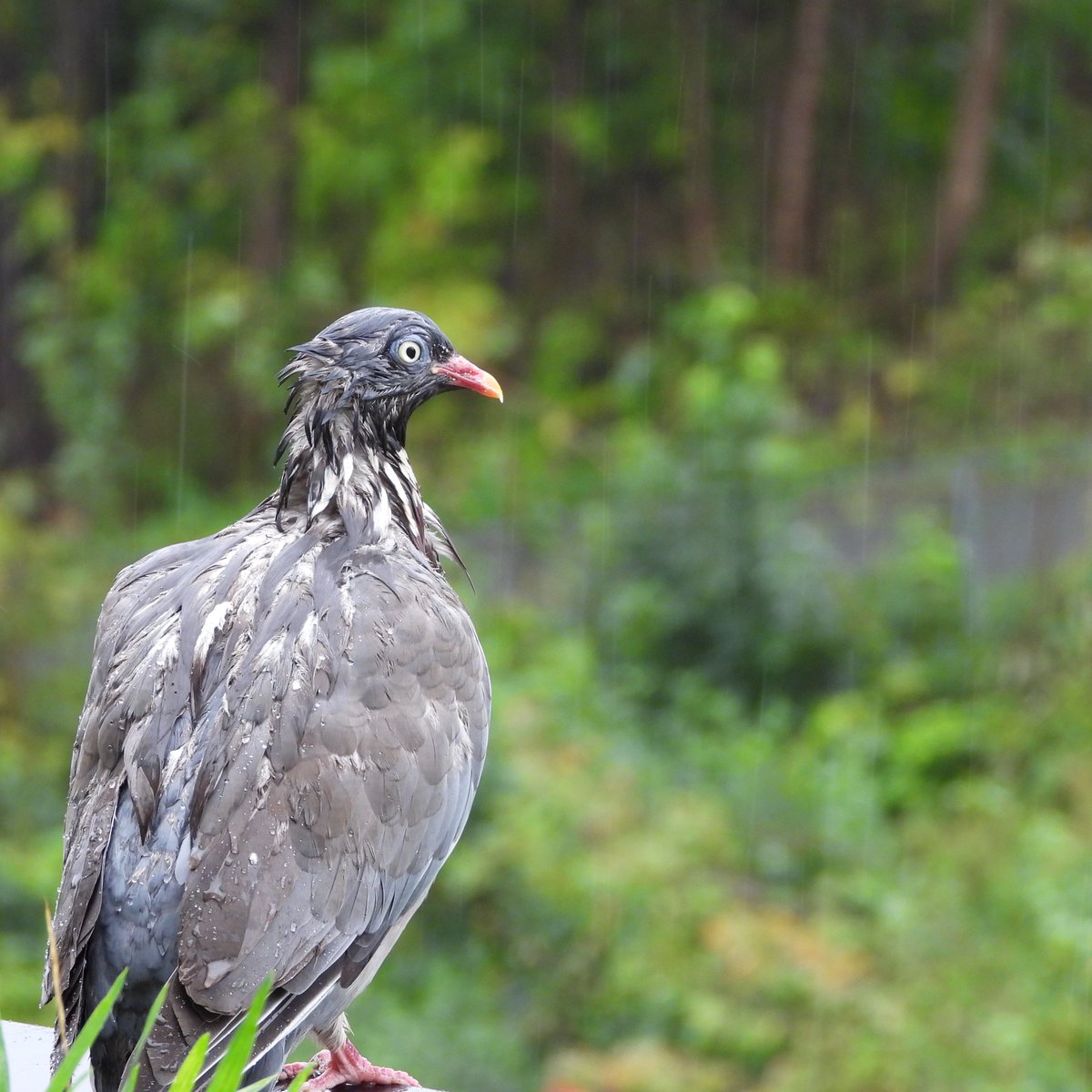 Roman_P 🚢😎🤦 tweet media