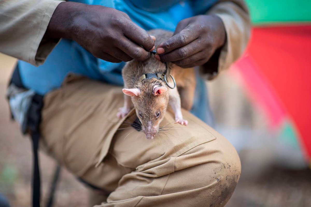 herorats's tweet photo. #APOPO teams find and destroy landmines & other explosives. Safe land is a vital resource to communities in Angola ready to get back on their feet. The team removed and destroyed 110 landmines here. #HeroRATs #StopMines #MineFreeWorld https://t.co/xTNurjq2NM