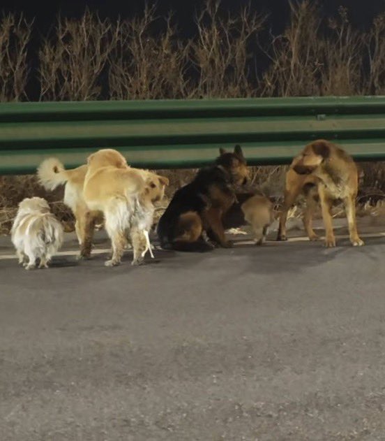 positivityofx's tweet image. Seven dogs stolen from their owners have gone viral after escaping their captors and making their way home

The group is believed to have travelled around 17 km together led by a corgi across highways and fields