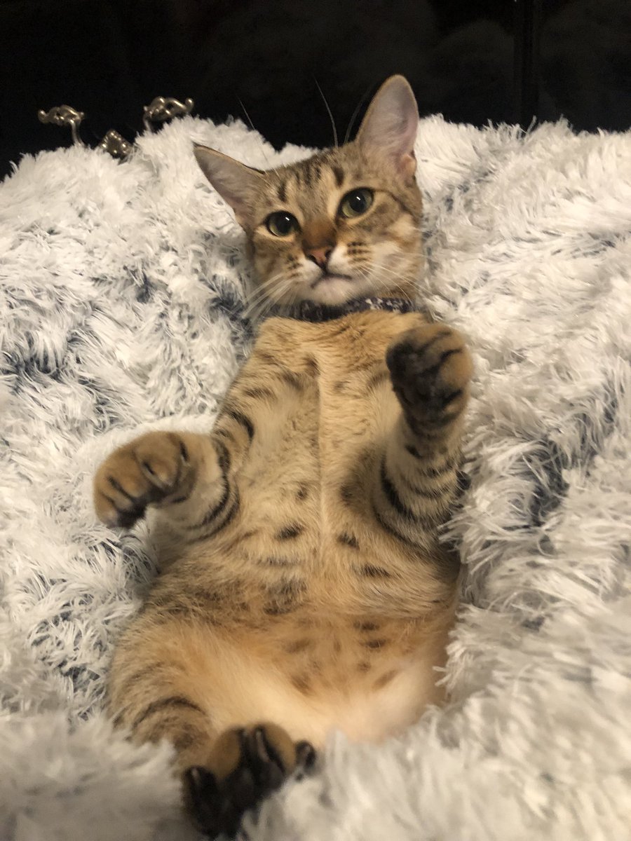 𝓑𝓸𝓫𝓫𝔂🕸️ tweet media