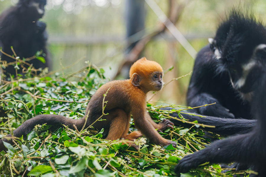 中國新聞社 tweet media